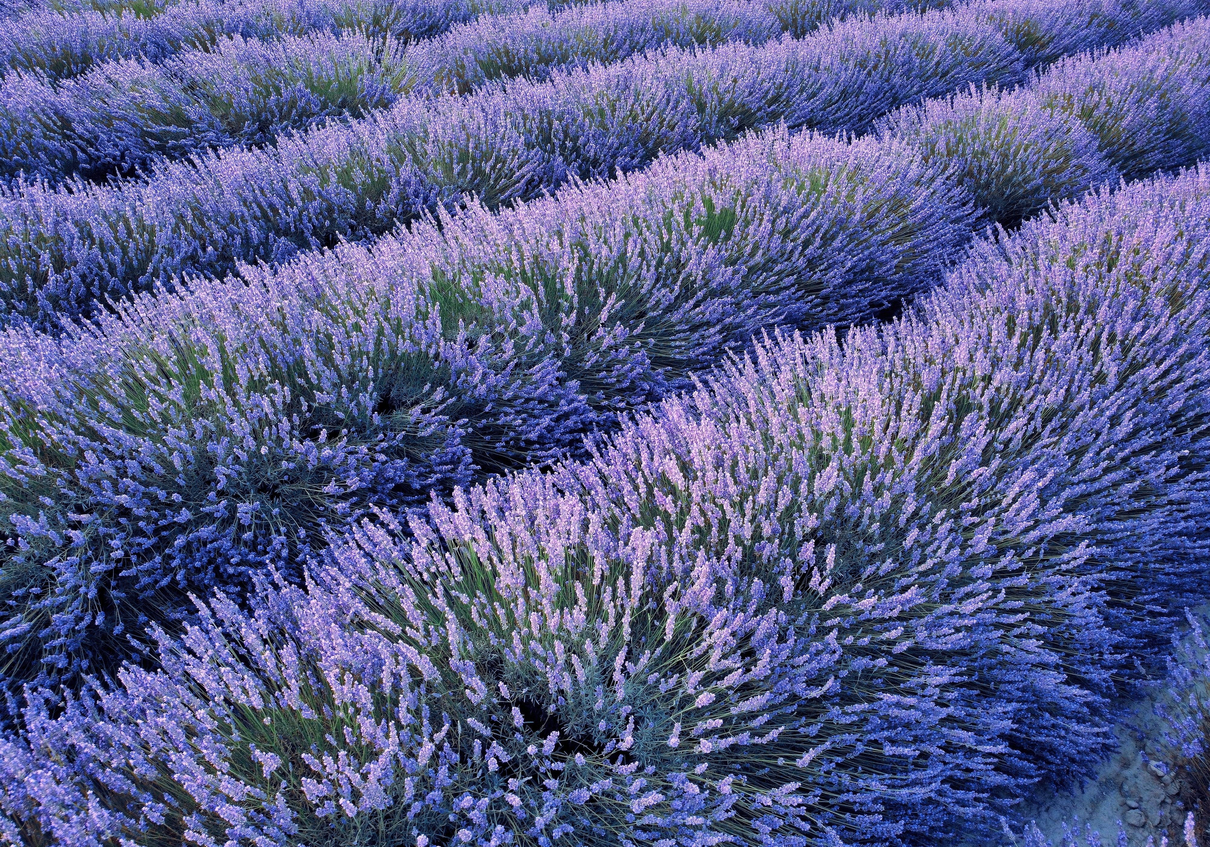 Lavender Plantation