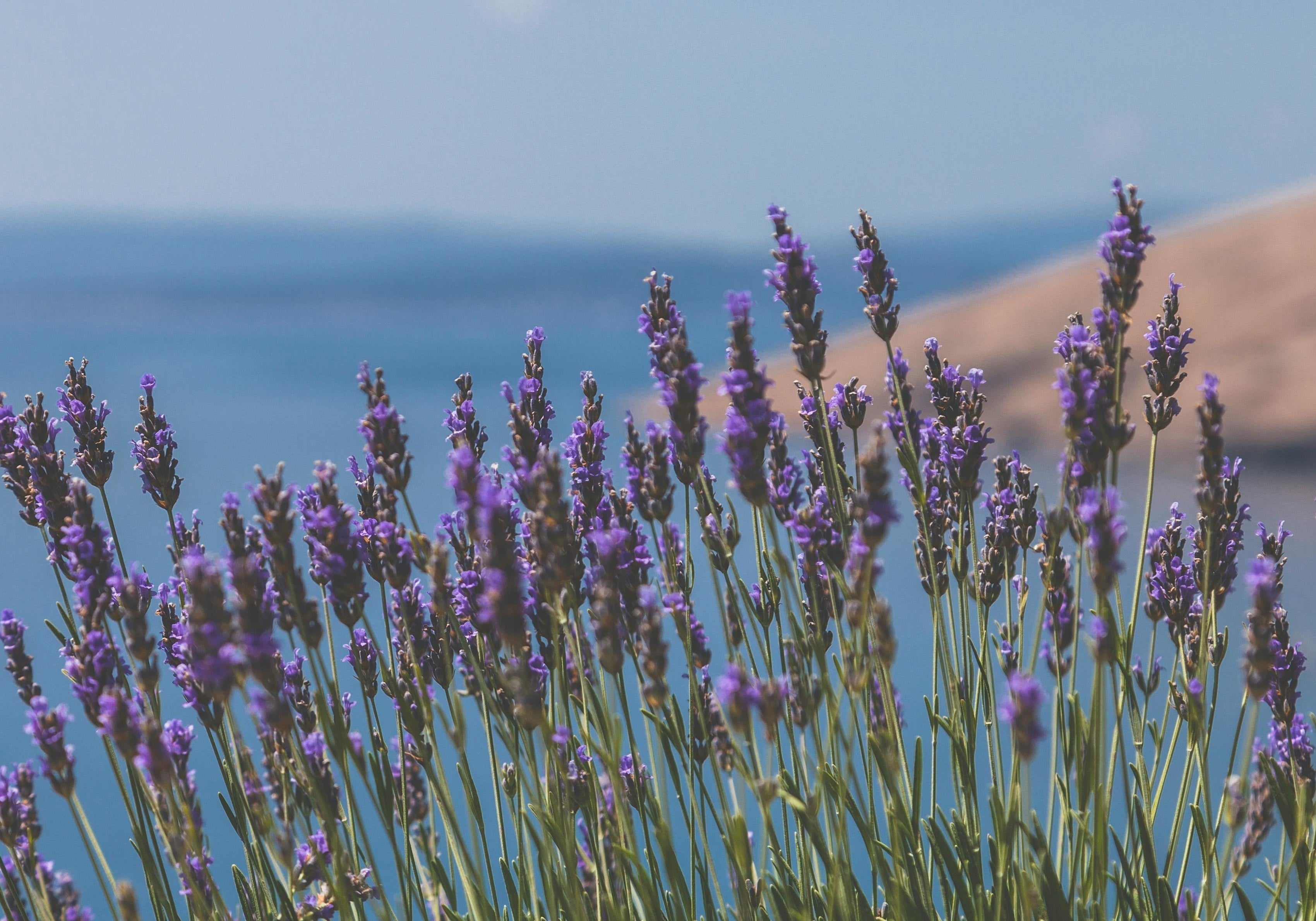 Lavender near a river