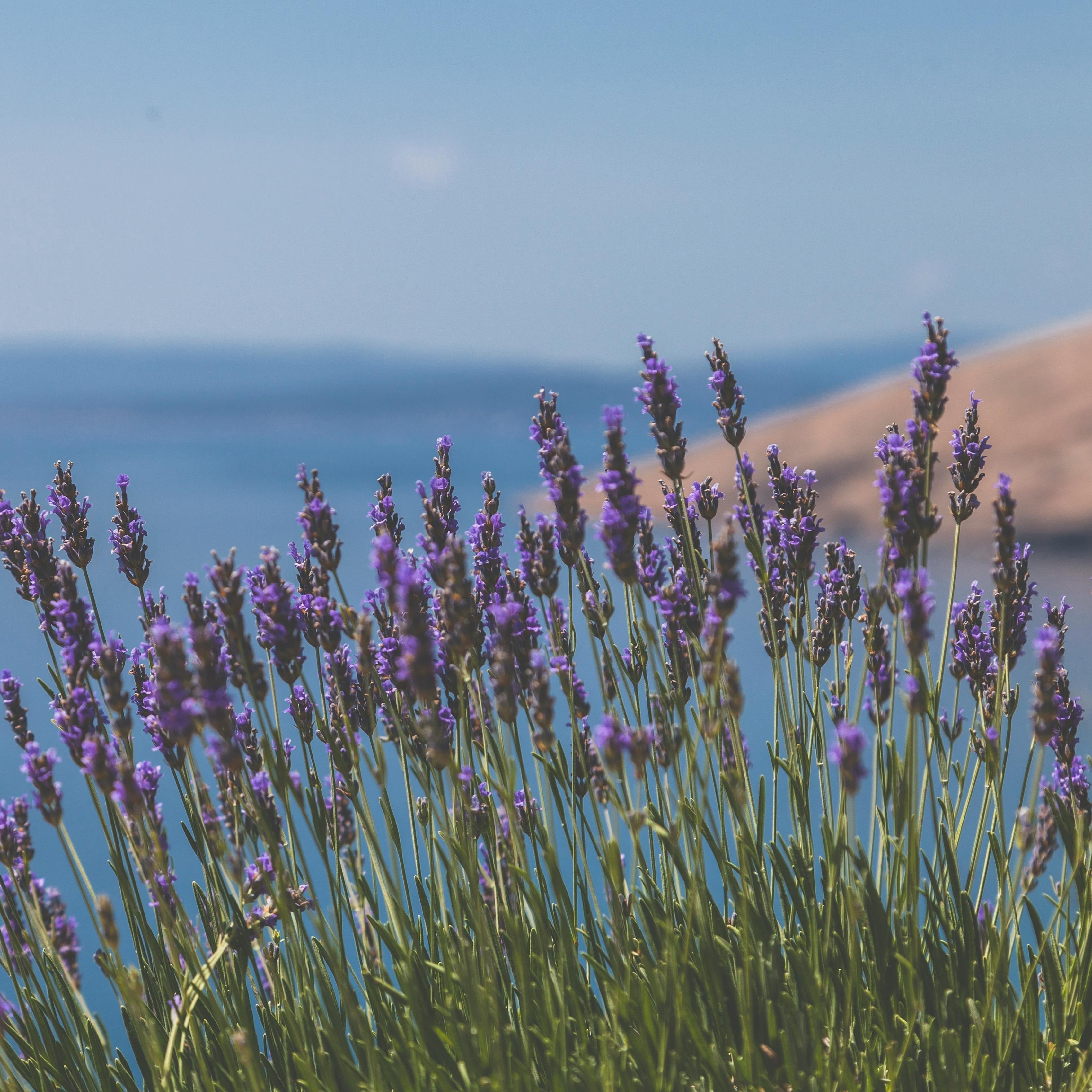 Lavender near a river