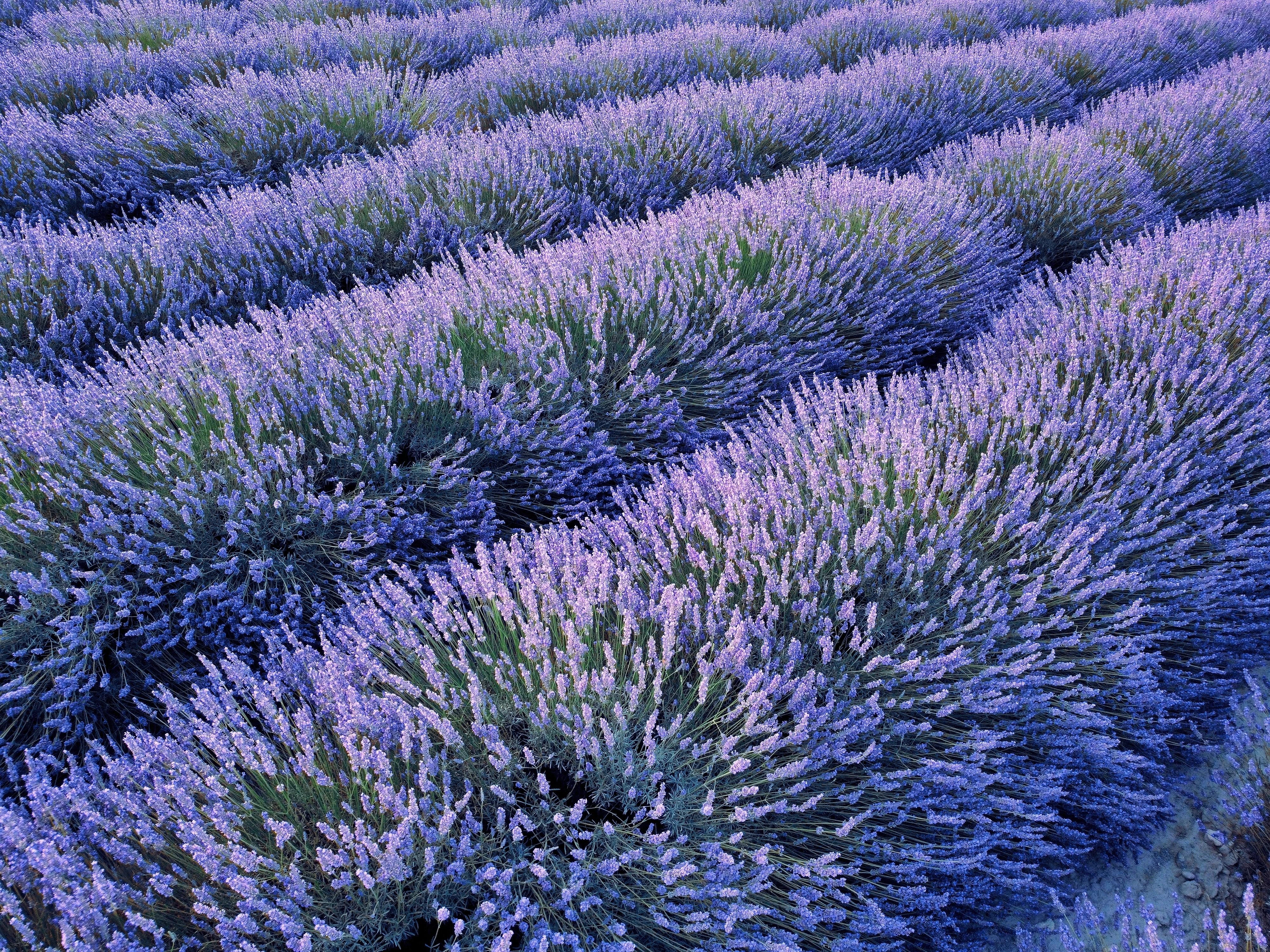 Lavender field to represent sensitive skin